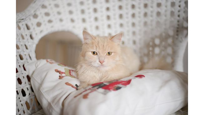 Тима