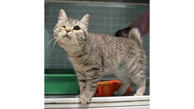 Клота