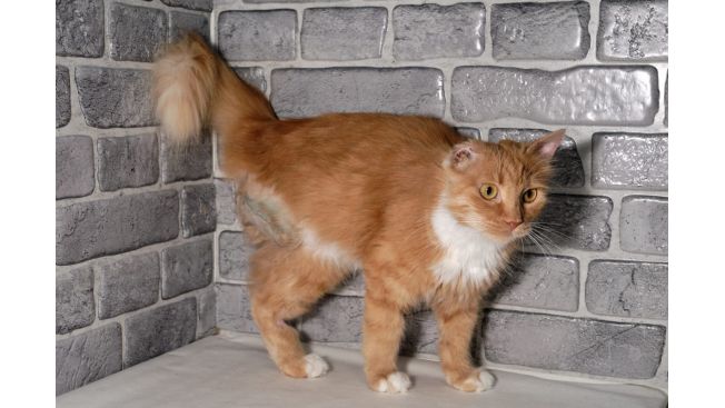 Ginger