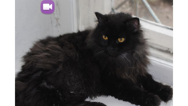 Timosha