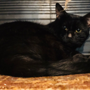 Черномырдин