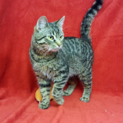 Мурзик-Таньчик